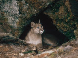 Mountain Lion, Female at Den, USA
