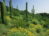 Sonoran Desert in Bloom, Picacho Peak State Park Arizona