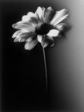 Single Daisy
