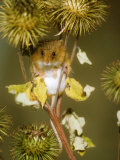 Buy Harvest Mouse on Burdock Stem at AllPosters.com