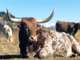 Texas Longhorn, Resting, Colorado, USA
