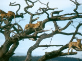 Buy Lionesses in Dead Acacia Tree, Tanzania at AllPosters.com