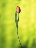 A Single Tulip