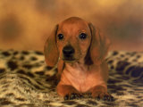 Buy Dachshund Lying on Animal Print Blanket at AllPosters.com