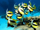 Buy Banner Fish, St. Johns Reef, Red Sea at AllPosters.com