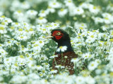 Pheasant, Male in Mayweed, UK