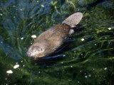 Beaver, USA