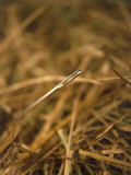 Buy Needle in a Haystack at AllPosters.com