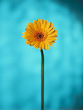 Close-up of a Flowering Daisy