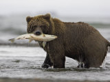 Grizzly Bear, Adult Female Holding Salmon, Alaska