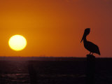 Pelican Standing on a Post