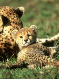 Cheetah, Acinonyx Jubatus Cub Masai Mara Gr, Kenya