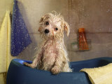Little Wet Maltese in Bath Tub