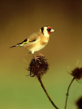 Goldfinch on Teasel, UK