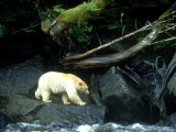 Spirit Bear, Beside River, Canada
