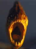 Buy Piranha at AllPosters.com