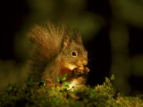 Red Squirrel, Scotland