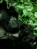 Buy Mountain Gorilla, Parc National Des Volcans, Rwanda at AllPosters.com