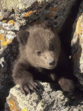 Buy Grizzly Bear Cub Between Rocks, Montana, USA at AllPosters.com