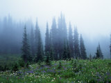 Buy Wildflowers and Trees in Mist, Mt. Ranier National Park, WA at AllPosters.com