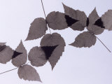 Backlit Leaves