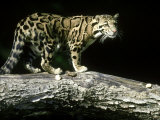Buy Clouded Leopard, Neofelis Nebulosa Malaysia at AllPosters.com