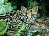 Ocelot, Felis Pardalis