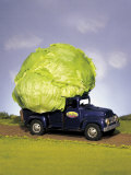 Lettuce in Bed of Miniature Truck