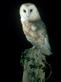 Barn Owl