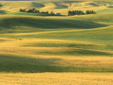 Buy Farm with Wheat Fields, Whitman County, WA at AllPosters.com