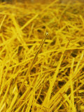 Buy Needle in a Haystack at AllPosters.com