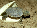 Buy Red-Eared Slider Turtle, Hatching, USA at AllPosters.com