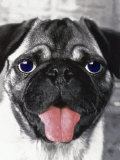 Buy Portrait of Dog with Hanging Tongue at AllPosters.com