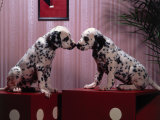 Dalmatian Puppies Posing