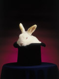 Buy Magician's Rabbit in Hat at AllPosters.com