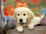 Buy Golden Retriever, Puppy with Mallard Decoys in Autumn at AllPosters.com