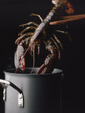 Lobster