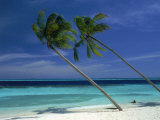 Palm Trees on Tropical Beach, Maldives