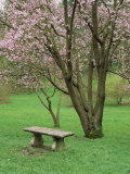 Buy Cherry Tree, Washpark Arboretum, Seattle, WA at AllPosters.com