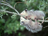 Buy Opossum, Didelphis Species, Two Young Playing in Tree Tennessee at AllPosters.com