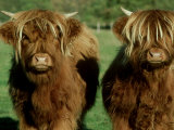 Buy Highland Cattle, 9 Month Old Calves, Scotland at AllPosters.com
