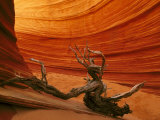 Snag Among Slickrock Formation, Coyote Buttes Area of Paria Canyon