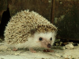 Buy Four-Toed Hedgehog, England, UK at AllPosters.com