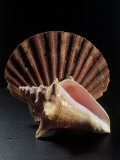 Buy Sea Shells at AllPosters.com