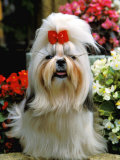 Shih Tsu with Red Ribbon