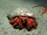 Buy Hermit Crab, Gozo, Mediterranean at AllPosters.com