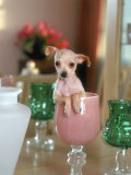 Buy Chihuahua Seated in a Glass at AllPosters.com