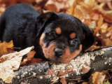 Rottweiler Puppy
