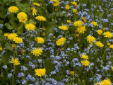 Buy Dandelions, and Wood Forget-Me-Not, Spring Flowers at AllPosters.com