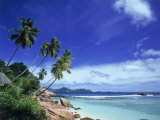 Buy Palm Trees and Ocean, La Digue, Seychelles at AllPosters.com